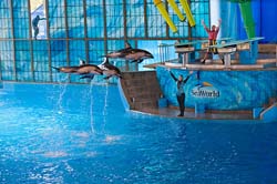 Seaworld,-San-Antionio,-TX,-USA