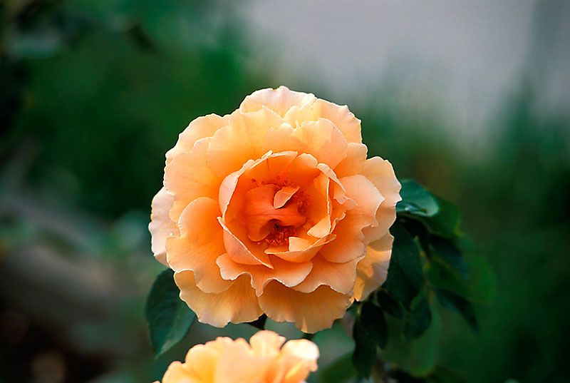 Rose,-Dumbarton-Oaks,-Georgetown,-VA,-USA