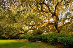 Eden-Gardens-State-Park,-Florida,-USA