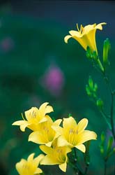 Lillies,-National-Arboretum,-Washington,-DC,-USA