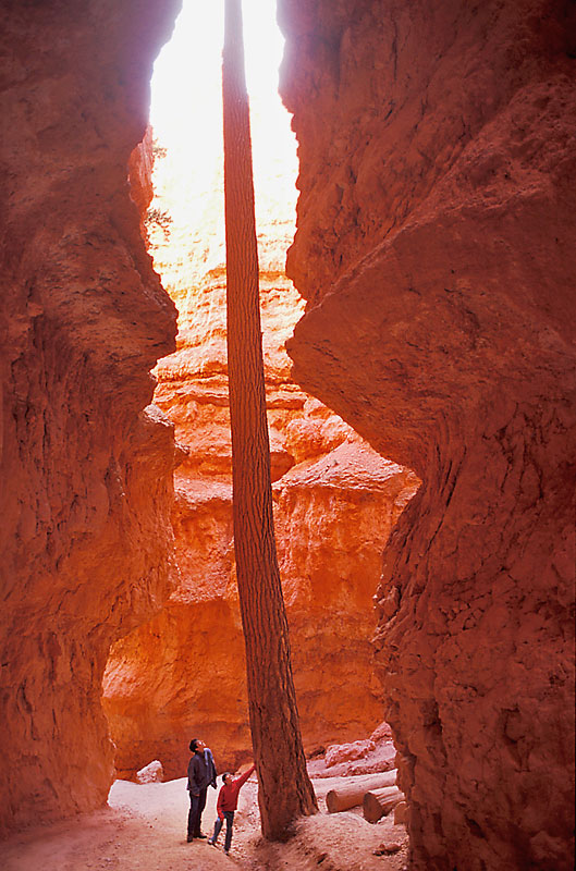 Douglas-Fir,-Bryce-Canyon,-Utah,-USA