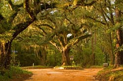 Old-Magnolia-Road-northeast-of-Tallahassee,-Florida,-USA