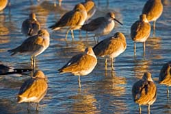 Sandpipers,-Bungee-Beach,-Fort-Myers,-Florida