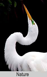 Egret, Key West, Florida, New Mexico